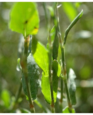Polygonum bistorta